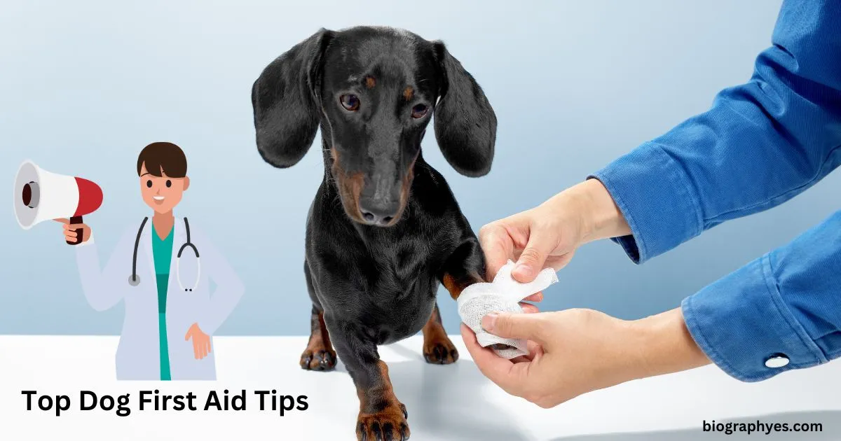 Top Dog First Aid Tips