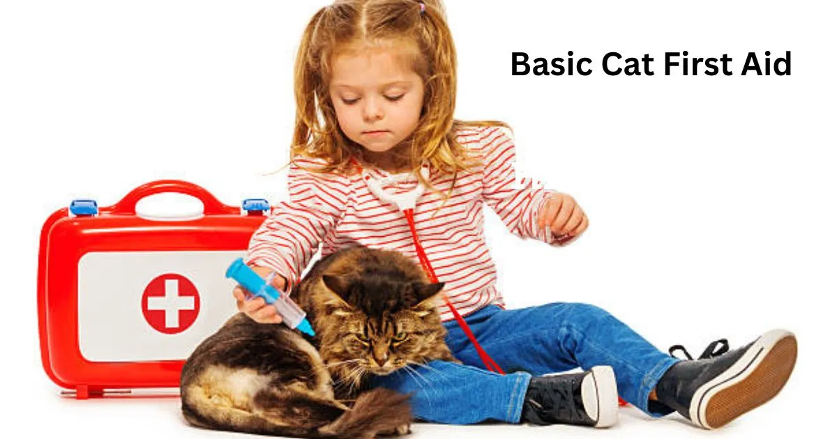 Basic Cat First Aid