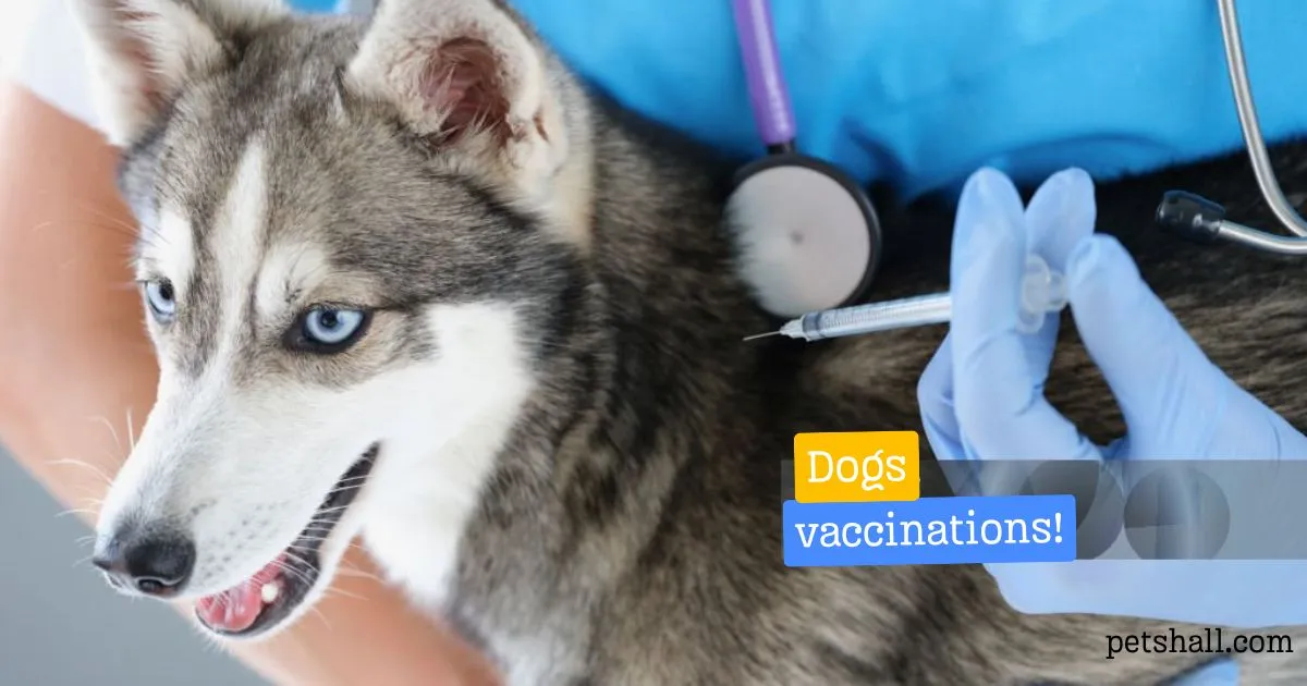 Dog vaccinations and preventive care