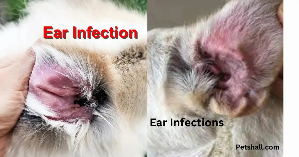 Ear Infections