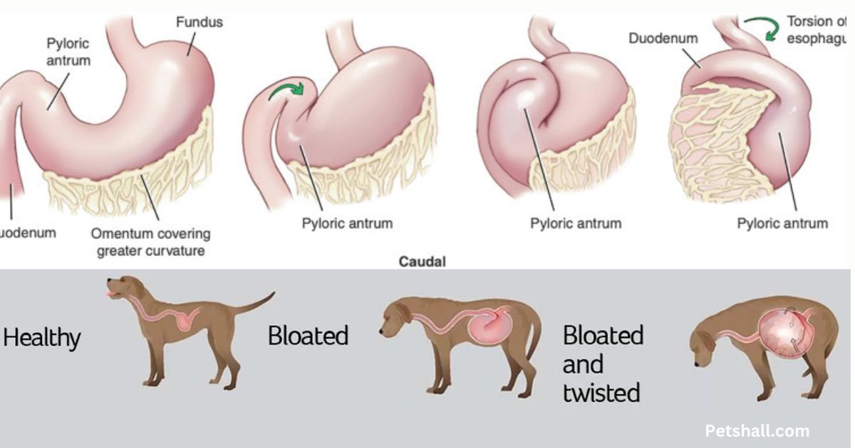 Gastric Dilatation-Volvulus