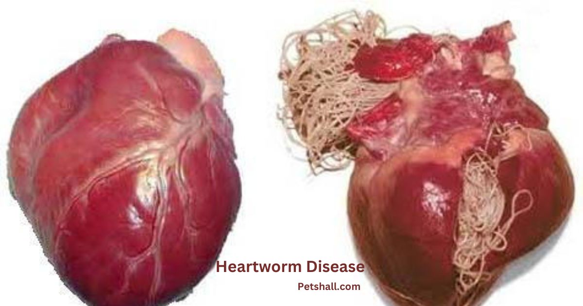 Heartworm Disease