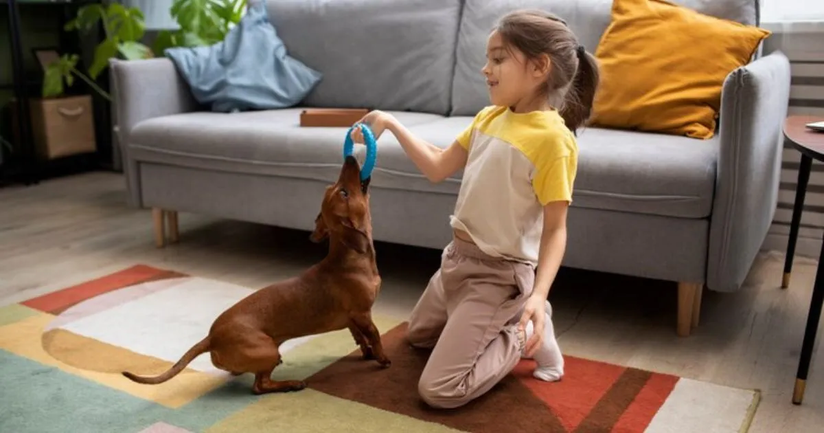 Teach Basic Dog Commands at Home