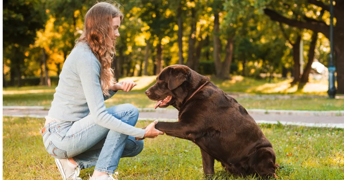 Senior dog health