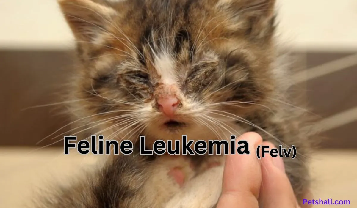 Feline Leukemia Symptoms