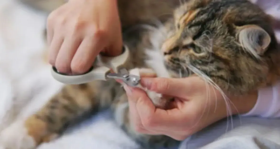 managing your cat's claws