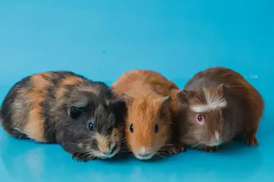 Guinea Pig Social Behavior