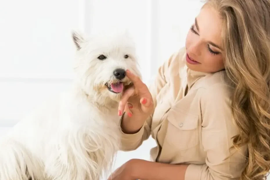 Long Haired Dog Care