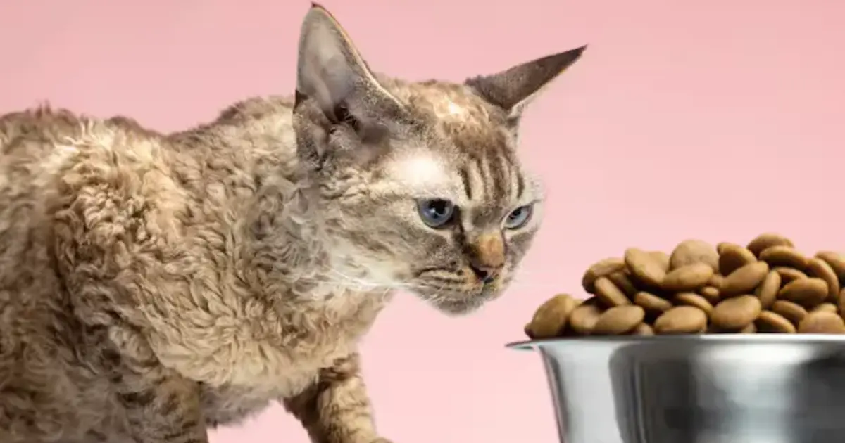 How Long Can Cats Survive Without Food