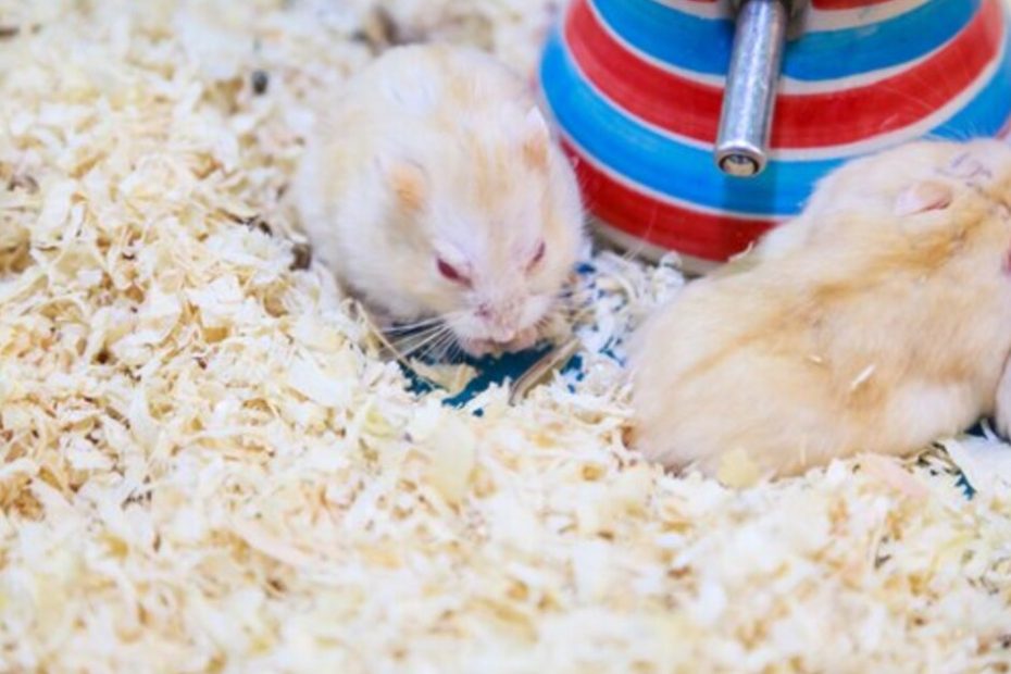 Bedding for Hamsters