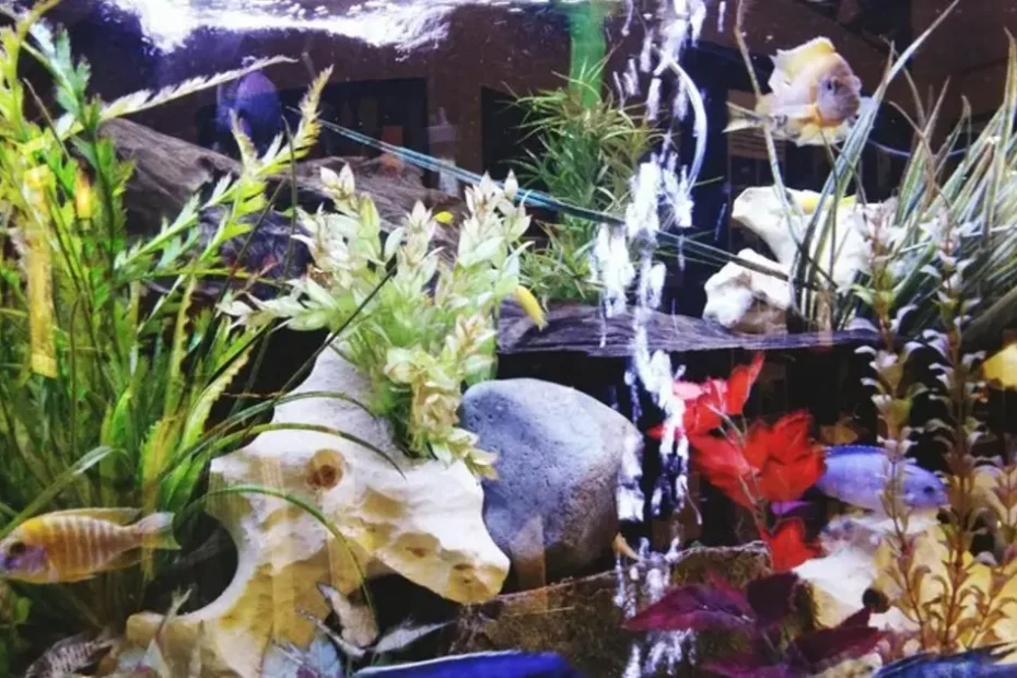 Freshwater Fish Tank Setup