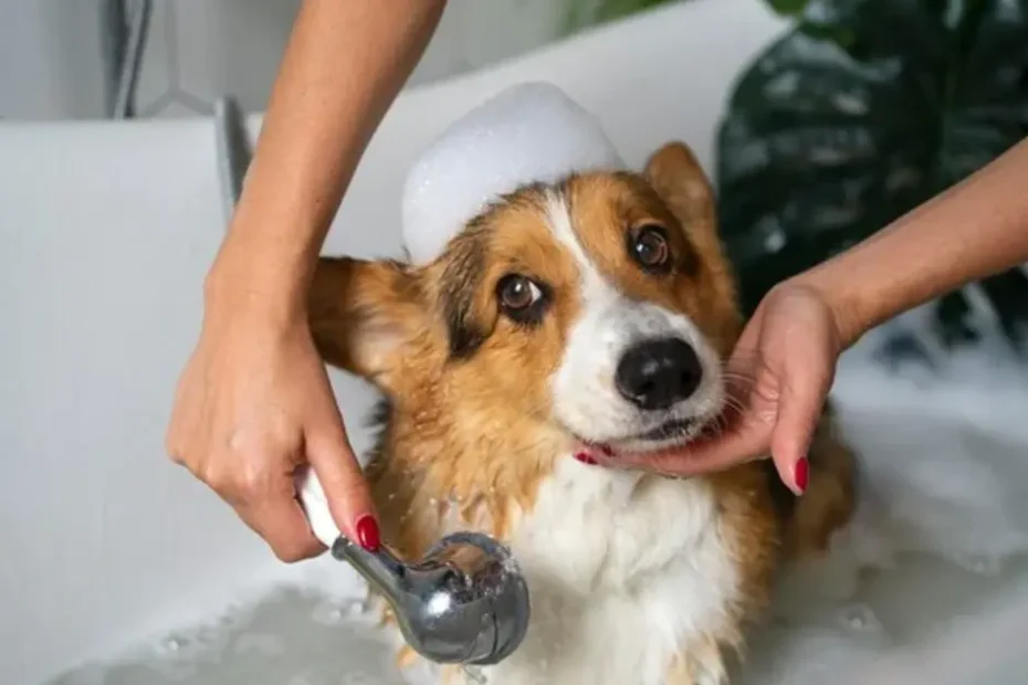 Bathing Your Dog