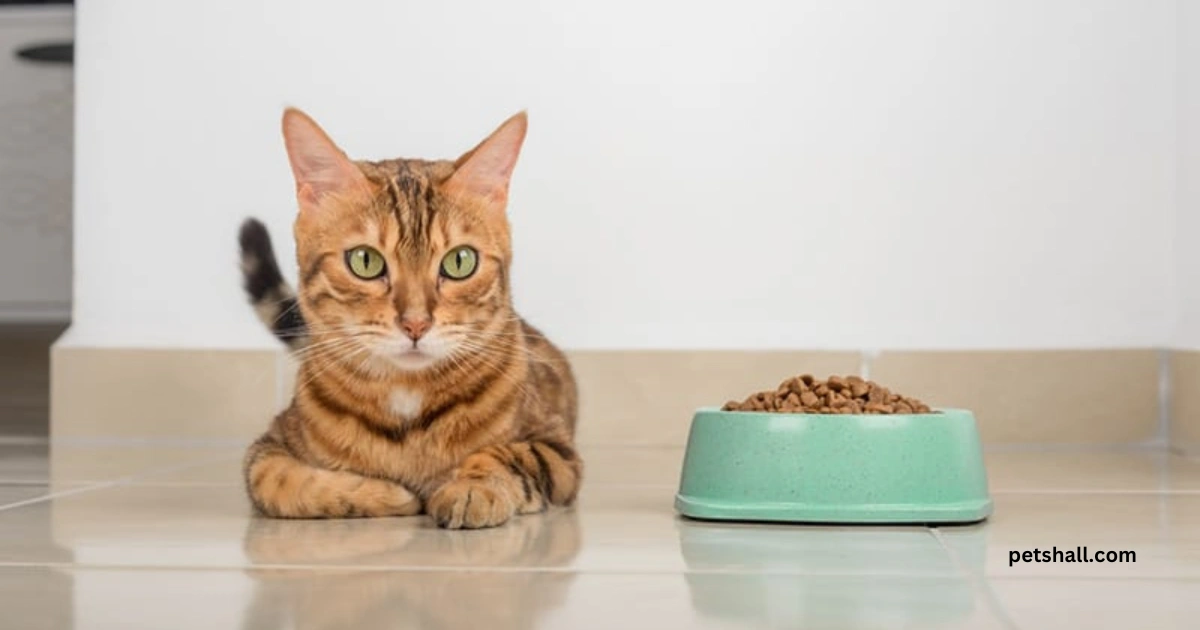 Signs That a Cat’s Food Might Be Unsafe