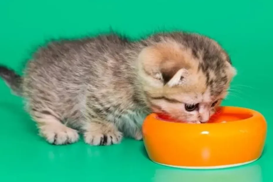 can kittens eat adult cat food