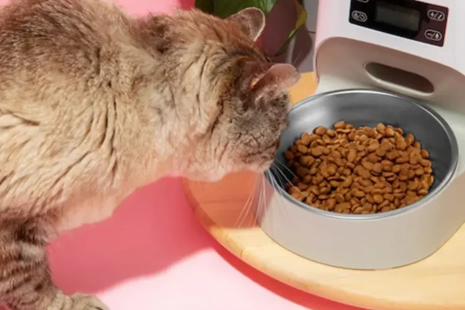 Can Adult Cats Eat Kitten Food