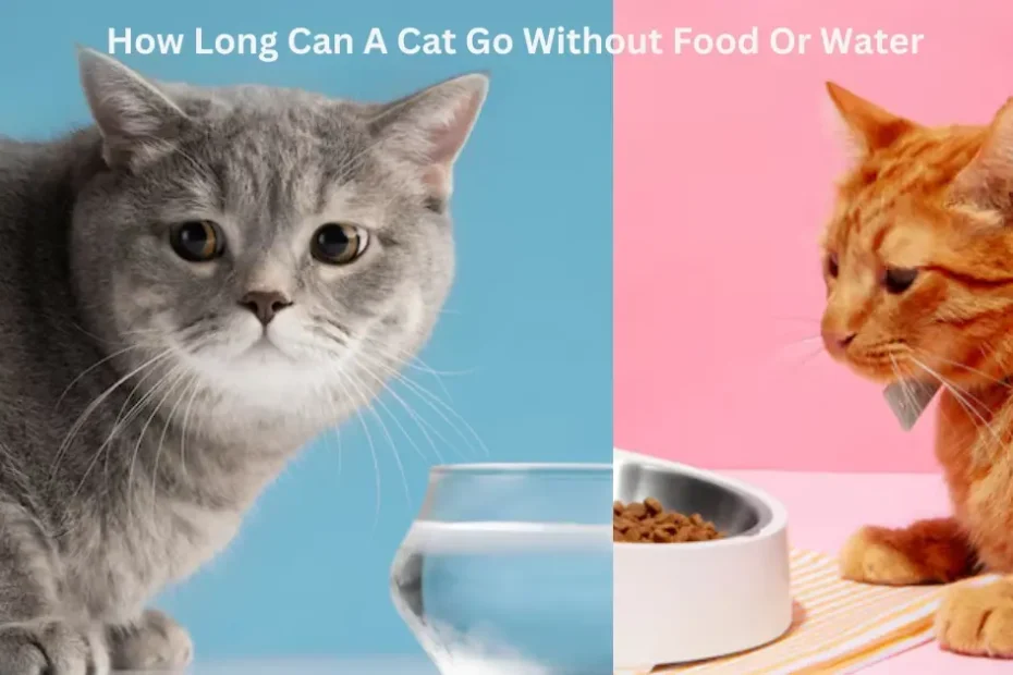 How Long Can A Cat Go Without Food Or Water