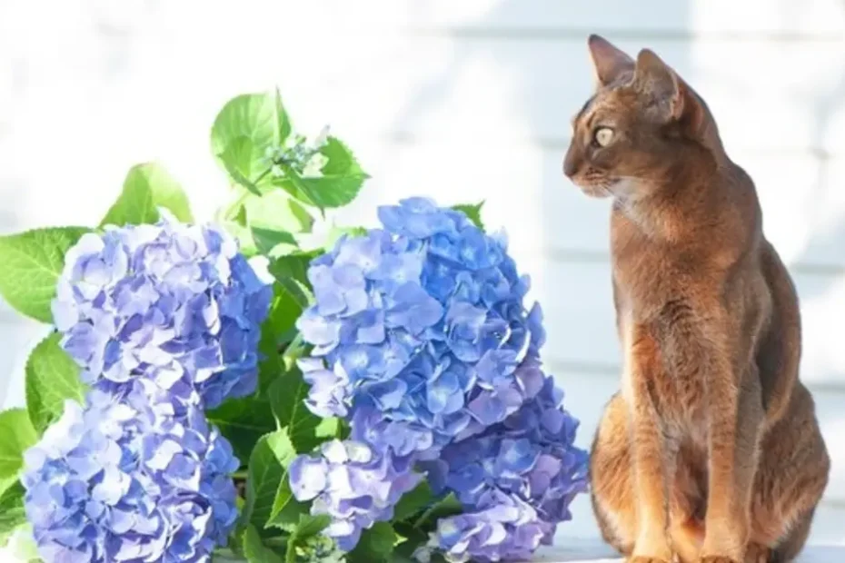 Are Hydrangeas Poisonous to Cats