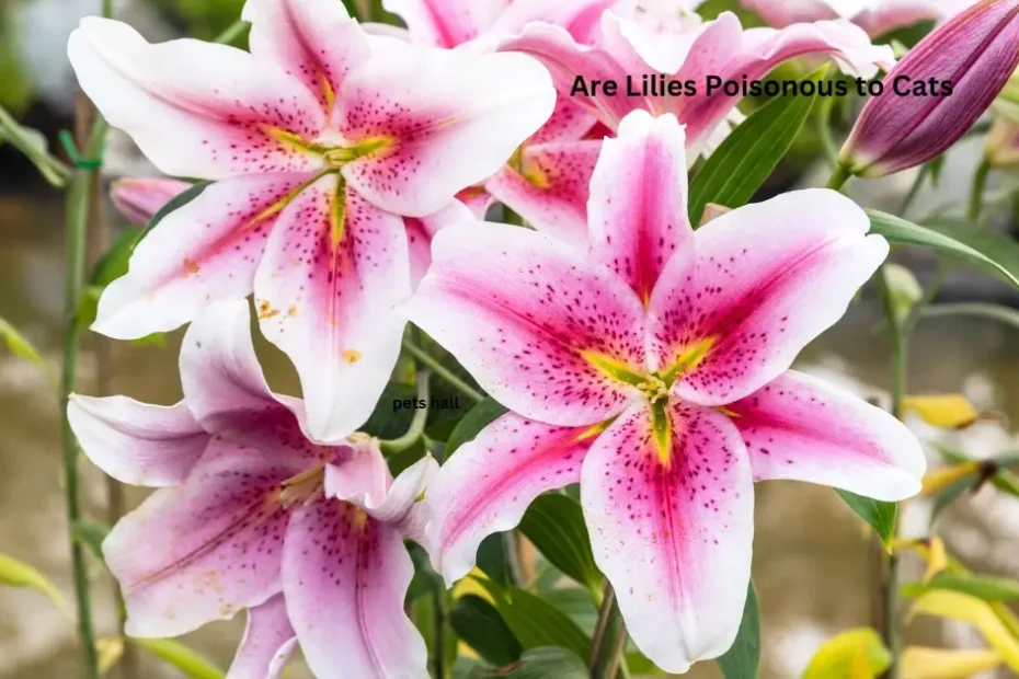 Are Lilies Poisonous to Cats