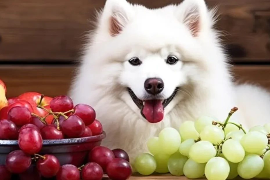 Can Dogs Eat Grapes