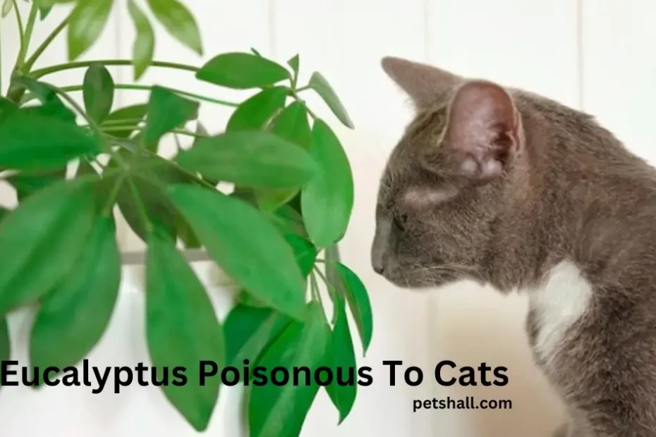 Is Eucalyptus Poisonous To Cats