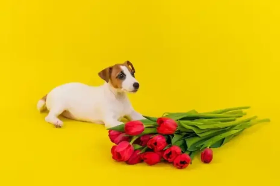 Are Tulips Toxic To Dogs