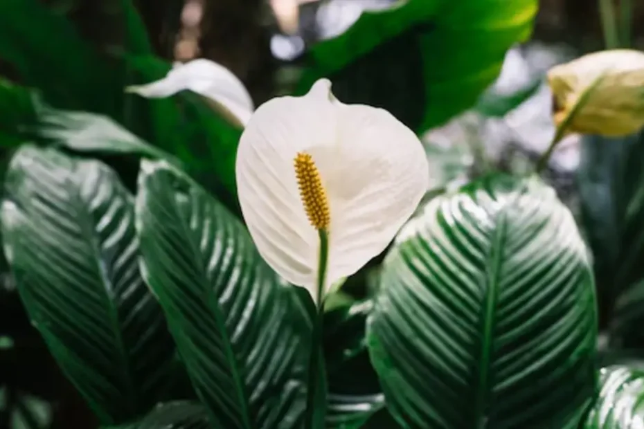 Are Peace Lilies Toxic to Dogs